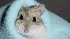 Дали е можно да се искапат jungaric и како да се мие хрчак